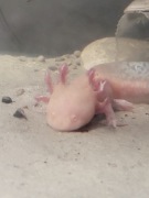 Axolotl golden albino ~15cm salamandra meksykańska