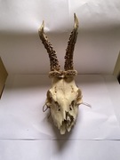 Parostki, poroże sarny rogacza, kozła, koziołka