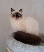 Kotka neva masquerade kot syberyjski mitted colorpoint