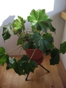 Begonia rącznikolistna,  kwiat ok. 50- 70 cm / do wyboru z 4 szt.