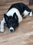 Suczka border colie ZKWP