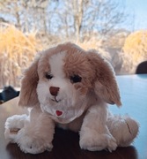 Pies piesek galeria Bukowski