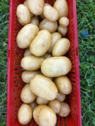 Ziemniaki ekologiczne z certyfikatem Queen Anne 20 kg