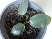 philodendron hastatum silver Queen