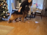 Owczarek Niemiecki Długowłosy