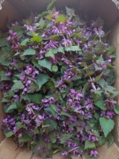 Jasnota purpurowa 