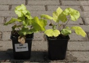 Żurawka 'World Caffe Romano' w doniczce