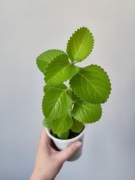 Oregano kubańskie / mięta meksykańska - roślina doniczkowa 