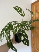 Monstera Indo Marble VARIEGATA