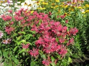 Pysznogłówka sadzonki