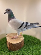 Gołębie pocztowe. Super materiał do rozpłodu Knapik Piotr i Tomasz