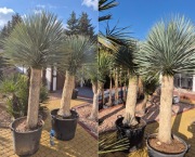 Juka Rostrata - Yucca Rostrata Mrozoodporna roślina egoztyczna HIT PREMIUM
