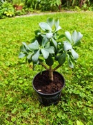 Grubosz jajowaty Crassula ovata Undulata sadzonka 2 letnia