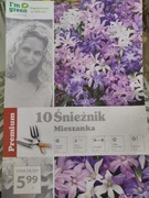 Śnieżnik mieszanka kolorów 