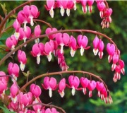 Serduszko okazałe kępka 