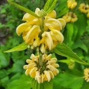 Żeleźniak Russela / Phlomis russeliana