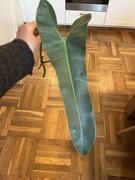 Philodendron Atabapoense