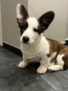 Corgi Cardigan suczka: rodowód FCI
