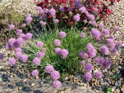Czosnek spiralny Allium senescens 'Spirale'