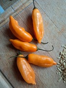 Nasiona papryka chili Capsicum Baccatum Sugar Drop Orange mega plenna