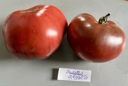 Pomidor Mulatka kolekcjonerskie nasiona