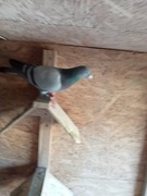 Sprzedam Dwa Gołębie