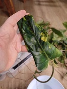 Philodendron Siam Sunrise - dwie pędówki do ukorzenienia