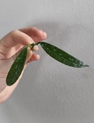 Hoya Griffithii splash 