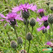 Chaber ciemny BARDZO miododajny (Centaurea nigra) - (5szt)