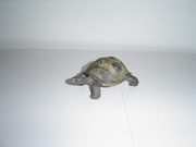 NOWA FIGURKA SCHLEICH ŻÓŁW