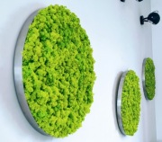 Okrągły obraz z mchu w ramie ze stali szlachetnej