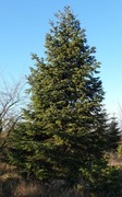 Jodła kaukaska cięta, choinki, duże okazy, własna plantacja