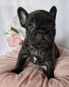 Buldog francuski * cudne szczenięta 