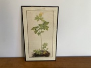 Stary Print Albertina Facsimile Museum Albrecht Durer