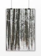 PLAKAT Fotografia LAS bez ramy 30x45 cm