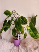 Philodendron Burle Marx Variegata 