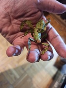 Straszyk australijski - Extatosoma tiaratum - duże panny :) 