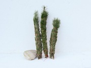 Naturalne kadzidło rytualne z modrzewia wzmocnienie stabilność