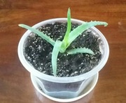 ALOES DRZEWIASTY sprzedaż wstrzymana