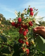 Polana, malina jesienna, sadzonki 50 sztuk