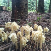 Korzeniówka pospolita, wyciąg % z kroplomierzem 50ml