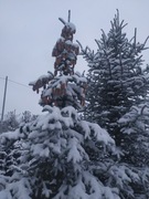 choinka świerk srebrny 450-550cm