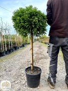 kryptomeria japońska na pniu 80cm, iglaste drzewo ozdobne