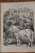 Konie - 1877r. -  Wspomnienie z wystawy Lwowskiej, Kossak, drzeworyt