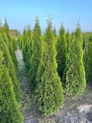 TUJA SZMARAGD 150/160 cm GRUBA PREMIUM 