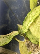 Boczny odrost Aglaonema commutatum variegata