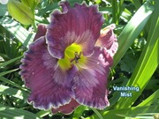 Liliowiec Vanishing Mist 1-pędowa sadzonka