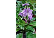 Sadzonka Hosta STILETTO Funkia  10 doniczek sadzonek