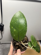 Hoja Hoya Vitelina IML1348