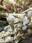 Ślimaki Świderki 20 sztuk